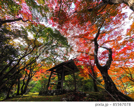 河内長野市の小さなお寺の真っ赤な紅葉 地蔵寺 河内長野市の小さなお寺の真っ赤な紅葉 地蔵寺 85567078