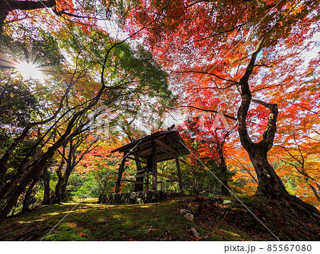河内長野市の小さなお寺の真っ赤な紅葉 地蔵寺 河内長野市の小さなお寺の真っ赤な紅葉 地蔵寺 85567080