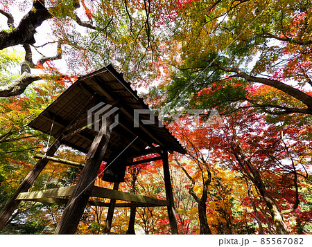 河内長野市の小さなお寺の真っ赤な紅葉 地蔵寺 河内長野市の小さなお寺の真っ赤な紅葉 地蔵寺 85567082