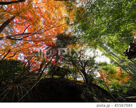 河内長野市の小さなお寺の真っ赤な紅葉 地蔵寺 河内長野市の小さなお寺の真っ赤な紅葉 地蔵寺 85567085