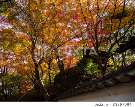 河内長野市の小さなお寺の真っ赤な紅葉 地蔵寺 85567094
