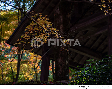 河内長野市の小さなお寺の真っ赤な紅葉 地蔵寺 河内長野市の小さなお寺の真っ赤な紅葉 地蔵寺 85567097