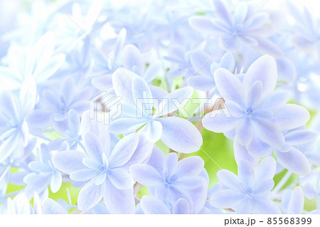 薄い青色のアジサイ 万華鏡という品種 細長い花弁で八重咲き 明るい背景の写真素材