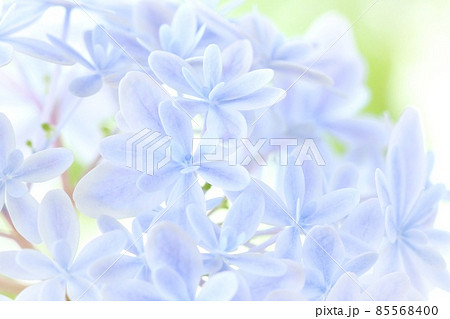 薄い青色のアジサイ　万華鏡という品種　細長い花弁で八重咲き　明るい背景 85568400