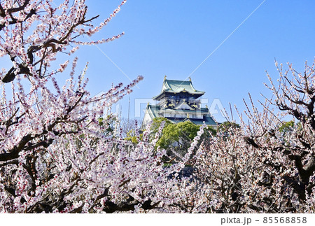 大阪城と梅の花　大阪城梅園　早春の大阪城公園　大阪観光スポット　大阪城梅林　特別史跡　 85568858