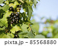 Black currant in the rural garden. Berries are ripening on the bush on the Russian dacha 85568880