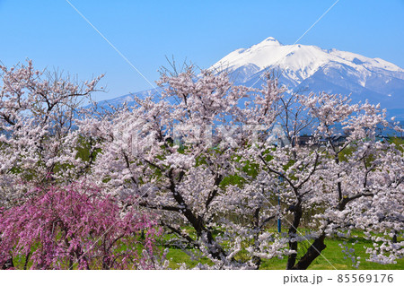 桜景 岩木川河川公園 桜景 岩木川河川公園 85569176