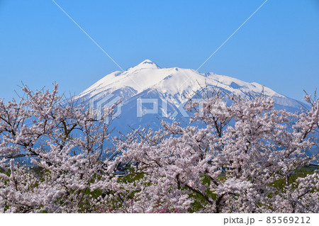 桜景 岩木川河川公園 桜景 岩木川河川公園 85569212