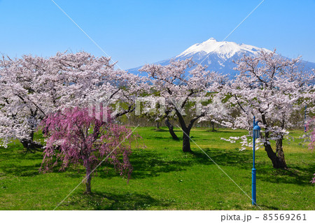 桜景 岩木川河川公園 桜景 岩木川河川公園 85569261