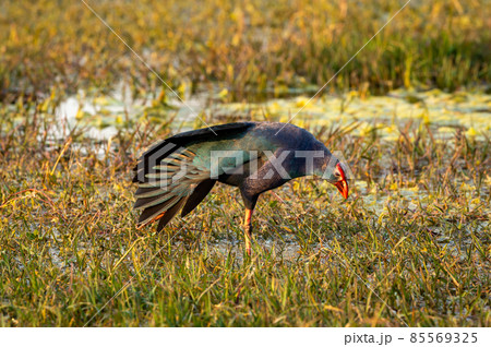 Western swamphen or Purple Moorhen or Porphyrio porphyrio portrait with wingspan in winter light at wetland of keoladeo national park or bharatpur bird sanctuary rajasthan india 85569325