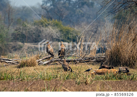 steppe eagle or Aquila nipalensis flock perched and some feeding on spotted or Axis deer or chital kill. jungle crow waiting at keoladeo national park or bharatpur bird sanctuary rajasthan india steppe eagle or Aquila nipalensis flock perched and some feeding on spotted or Axis deer or chital kill. jungle crow waiting at keoladeo national park or bharatpur bird sanctuary rajasthan india 85569326