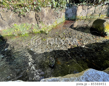 日本の名水百選　お鷹の道 85569451