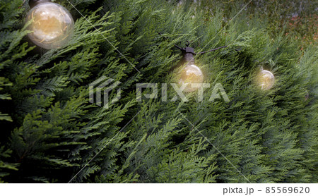 Green Hedges and hanging light bulbs, park or garden, flora,bright, beautiful, leaf, plant and stylish decoration light at home 85569620