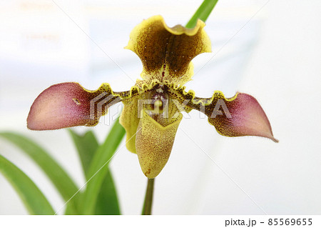 蘭の花、時には妖艶で気高くそして私達を虜にするが、近づきがたくも感じさせる花。私だけ？ 85569655