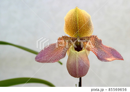 蘭の花は気高く優美な花、チョット人を寄せつかせなく感じさせるのはなぜ？ 85569656