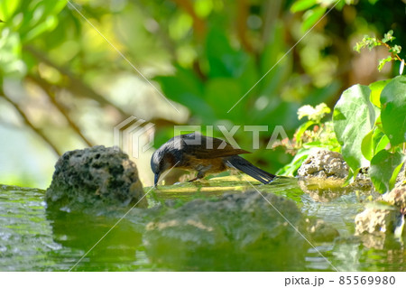 水辺で休む青い鳥のリュウキュウヒヨドリ 水辺で休む青い鳥のリュウキュウヒヨドリ 85569980