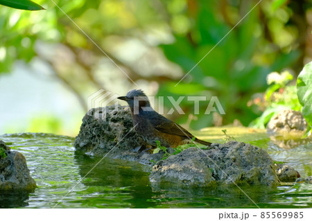 水辺で休む青い鳥のリュウキュウヒヨドリ 水辺で休む青い鳥のリュウキュウヒヨドリ 85569985