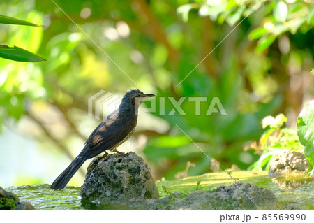 水辺で休む青い鳥のリュウキュウヒヨドリ 水辺で休む青い鳥のリュウキュウヒヨドリ 85569990