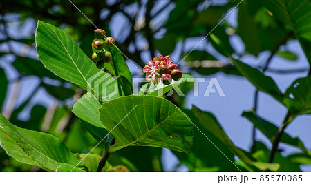Para (Dillenia suffruticosa) plant, invasive evergreen shrub growing in wetlands in Sri Lanka. Dillenia Leaves and fruit close up. 85570085