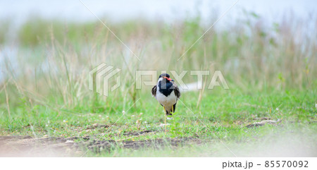 Red-wattled lapwing bird standing on a grass field in the cool morning. Frontal view of the beautiful ground bird. Red-wattled lapwing bird standing on a grass field in the cool morning. Frontal view of the beautiful ground bird. 85570092