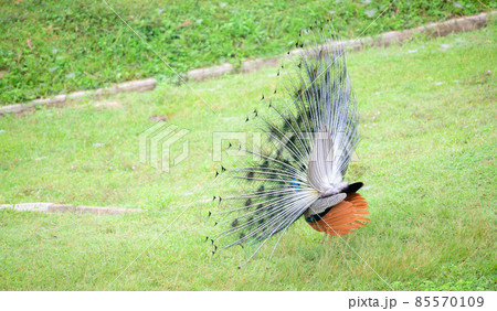Beautiful peacock showcases its plumage in the grass field. Stiff tail feathers raised into a fan and quivered in a display view from blue peafowl back. Beautiful peacock showcases its plumage in the grass field. Stiff tail feathers raised into a fan and quivered in a display view from blue peafowl back. 85570109