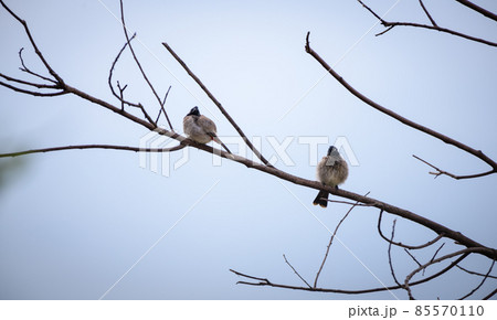 Pair of cute red vented bulbul birds fluffing in the bare tree branch in the cool morning Pair of cute red vented bulbul birds fluffing in the bare tree branch in the cool morning 85570110