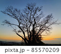 夕焼け空に浮かびあがるおとぎ話のような木のシルエット 85570209