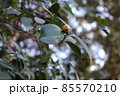 まだ固い椿の蕾 85570210