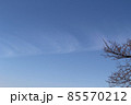 青空に直線をなす模様雲と樹 85570212
