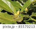 タブノキのたくさんの葉とまだ固い蕾 85570213