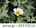 アイビーの葉に囲まれた白いオステオスペルマムの花 85570214