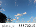 春を待つ木が見上げる青空に白い雲がぽかりぽかり 85570215