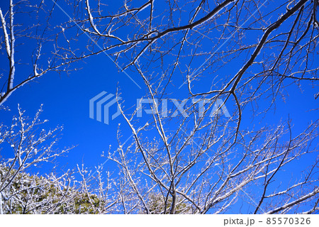 冬の青空と雪のついた梢 85570326