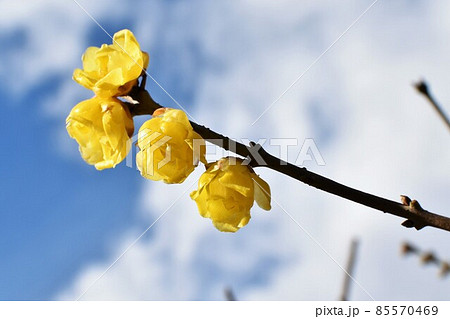 ロウバイの花 85570469