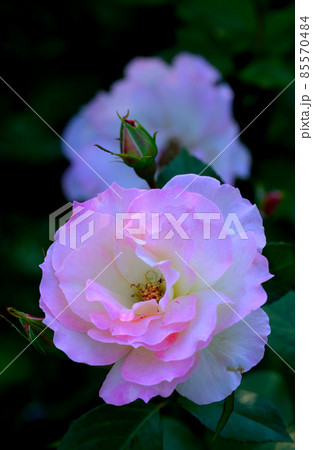 淡いピンクが美しいバラ 85570484