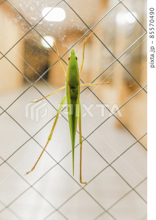 ウマオイ 85570490