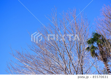 冬の青空と雪のついた梢 85570631