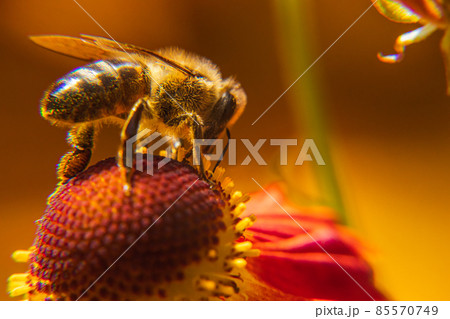 Honey bee covered with yellow pollen drink nectar, pollinating flower. Inspirational natural floral spring or summer blooming garden background. Life of insects. Extreme macro close up selective focus Honey bee covered with yellow pollen drink nectar, pollinating flower. Inspirational natural floral spring or summer blooming garden background. Life of insects. Extreme macro close up selective focus 85570749