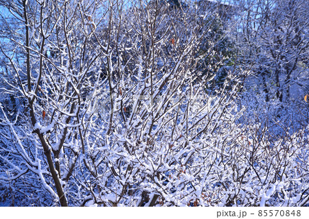 雪の朝の情景 85570848