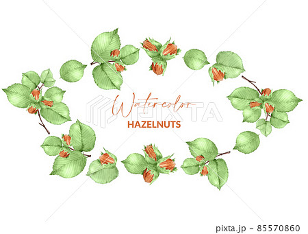 Design of hazelnuts and leaves. Raw nuts with shell. Hand drawn watercolor frame of kernel for label, logo, packaging. 85570860