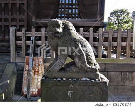 吉祥寺の狛寅 吉祥寺の狛寅 85570874