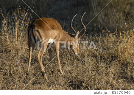 Impala , South Africa.Kruger National Park Impala , South Africa.Kruger National Park 85570940