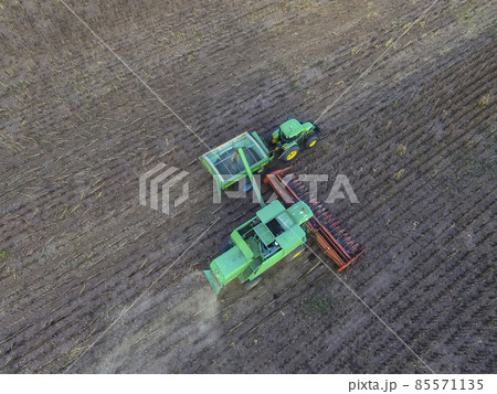 Sunflower harvest,Pampas, Patagonia, Argentina Sunflower harvest,Pampas, Patagonia, Argentina 85571135