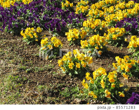 可愛い黄色と紫色の花はビオラの花 可愛い黄色と紫色の花はビオラの花 85571283