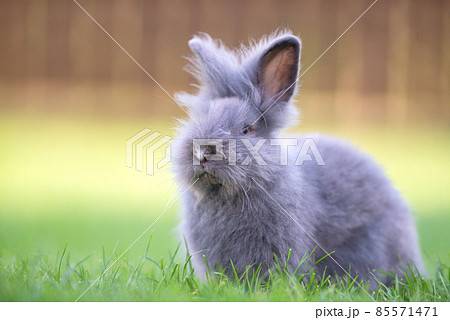 Cute grey fluffy rabbit sitting on grass backyard. Cute grey fluffy rabbit sitting on grass backyard. 85571471