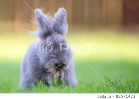 Cute grey fluffy rabbit sitting on grass backyard. Cute grey fluffy rabbit sitting on grass backyard. 85571473