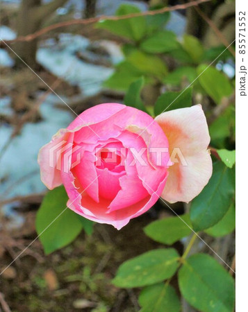 1月のバラ(薔薇)Rosa 1月のバラ(薔薇)Rosa 85571552