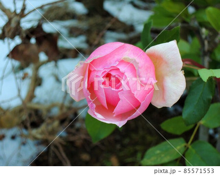 四季咲き薔薇 ピンク (1月) 四季咲き薔薇 ピンク (1月) 85571553