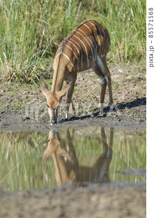 Nyala in African savanna environment, South Africa 85571568