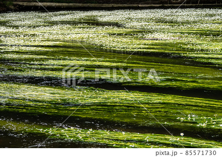 Flowering plant of the river water-crowfoot, Ranunculus fluitans at Leutstetten, Bavaria in Germany 85571730